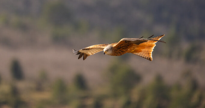 Majestic Red Kite Soaring Gracefully Against Blurred Background