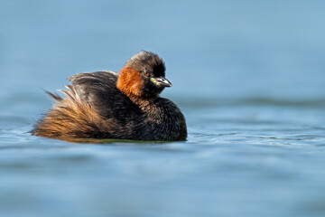 Zwergtaucher hält auf einem Teich Ausschau