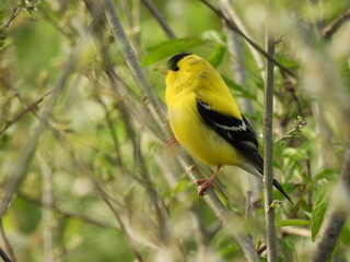 Fototapeta premium American gold finch perched on a branch, within the wetland forest of the Canaan Valley National Wildlife REfuge, Tucker County, Davis, West Virginia.