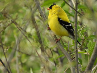 American gold finch perched on a branch, within the wetland forest of the Canaan Valley National Wildlife REfuge, Tucker County, Davis, West Virginia.