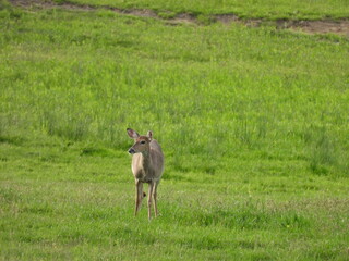 Whitetail deer enjoying life in the Canaan Valley, Tucker County, Davis, West Virginia,