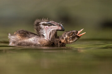 Zwergtaucher-Jungtier streckt sich auf einem Teich und hebt die Flügel hoch