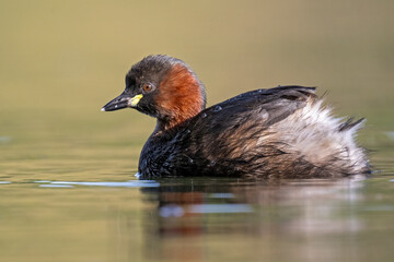 Zwergtaucher hält auf einem Teich Ausschau