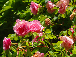 Giardino fiorito, rose rosa, primavera