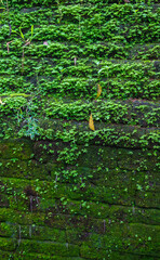 Close up of a wall overgrown with moss and grass in the Kiri Vihara Buddhist temple ruins, Sri Lanka