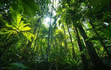 Obraz premium Of a dense jungle with towering trees and thick foliage under a bright tropical sky