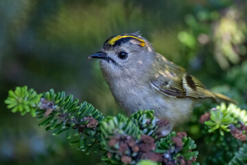 Wintergoldhähnchen sucht in einer Korea-Tanne nach Insekten