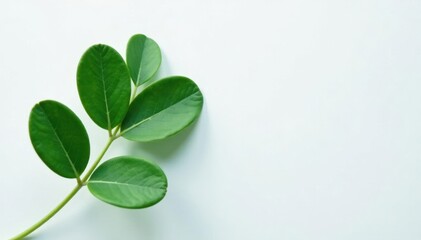 A single eucalyptus leaf is placed against a plain white surface, leafy, closeup