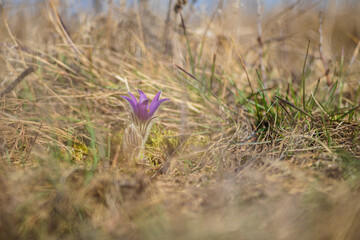 Pasque flowers on spring field. Photo Pulsatilla grandis with nice bokeh