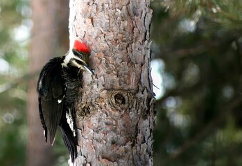 Pile acted Woodpecker on a pine tree in wisconsin
