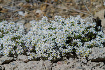 Flores silvestres