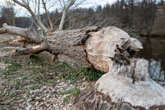 Biber f&auml;llen B&auml;ume am Fluss