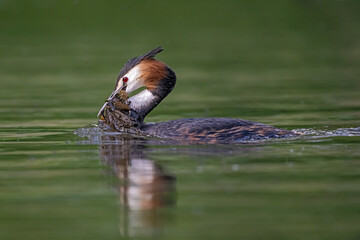 Haubentaucher mit Nestmaterial im Schnabel