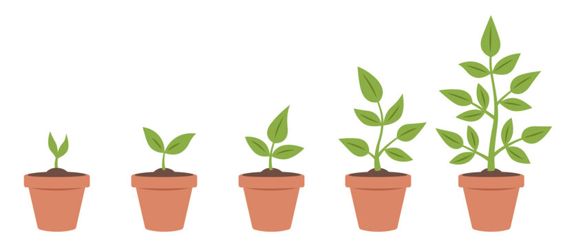 Green plant in a pot. Growth phases of a plant from small sprout to tree. Growing seedling stages set. Planting infographic. Vector illustration on white background.