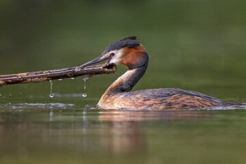 Haubentaucher quält sich mit einem langem Ast beim Nestbau