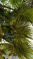 Fototapeta premium palm trees