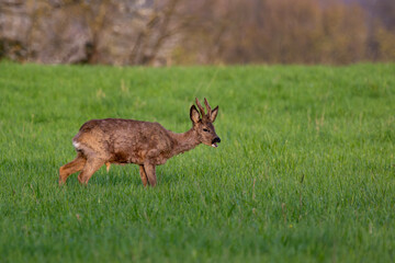 Pinkelnder Rehbock auf einer Wiese