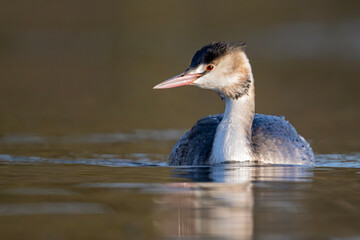 Haubentaucher schwimmt auf einem Teich