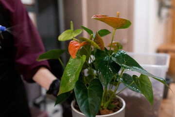 Plant Care, Watering and Maintenance Tips