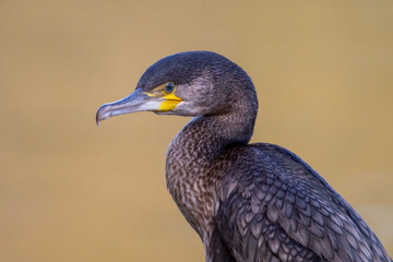 Tierportrait von einem Kormoran