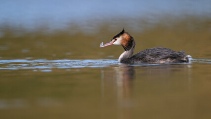 Haubentaucher mit einer Feder im Schnabel
