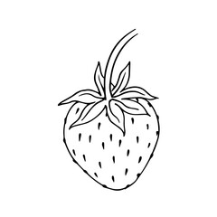 Line sketch, outline of seasonal berries of summer strawberry. Vector graphics.