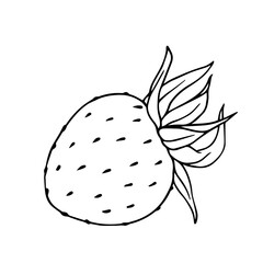 Line sketch, outline of seasonal berries of summer strawberry. Vector graphics.