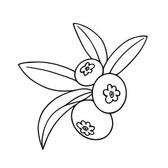 Line sketch,contour of wild blueberries.Vector graphics.