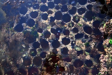 Sea urchins underwater. Underwater life on the reef. Underwater photography. Colorful background. Sea creatures. Group of objects. Postcard. Wallpaper. Picture