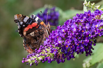 Admiral-Falter beim Nektar-Genuss auf Sommerflieder © Frank