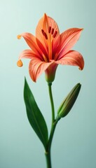 Naklejka premium A single, exotic flower on a plain background, blooms, flowers