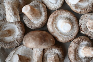 Close-up of grey shiitakes, close-up of the texture of the mushroom plates, close-up of mushrooms grown in artificial conditions, close-up of cultivated home-grown shiitakes	