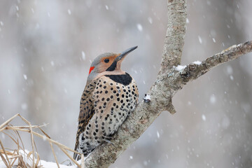 Northern Flicker Woodpecker perched on branch in snow