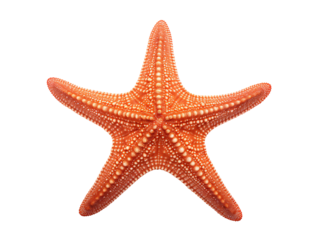 a starfish on a white background