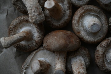 Fototapeta premium Close-up of grey shiitakes, close-up of the texture of the mushroom plates, close-up of mushrooms grown in artificial conditions, close-up of cultivated home-grown shiitakes 