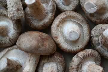 Fototapeta premium Close-up of grey shiitakes, close-up of the texture of the mushroom plates, close-up of mushrooms grown in artificial conditions, close-up of cultivated home-grown shiitakes 