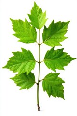 Fototapeta premium Isolated birch leaves with stem isolated on white, birch leaves, wood texture