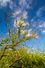 tree branches against blue sky