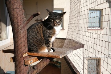 The cat is sitting in a tree on a balcony secured with a net © Iwona
