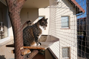 The cat is sitting in a tree on a balcony secured with a net