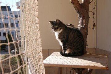 The cat is sitting in a tree on a balcony secured with a net