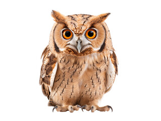 Fototapeta premium a close up of an owl