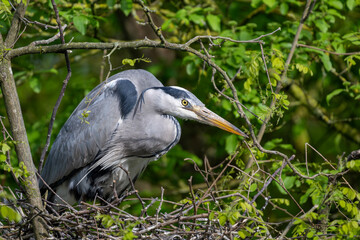 Graureiher sitzt im Nest und hält Ausschau