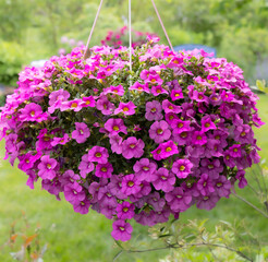 Nothing shouts spring more than a hanging basket of million bells, bursting with tiny fuchsia,...