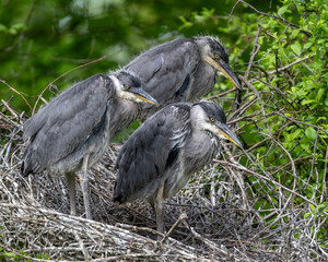 Graureiherjungtiere im Nest