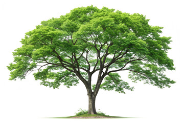 Vibrant green tree stands tall in the open field