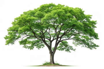 Vibrant green tree stands tall in the open field