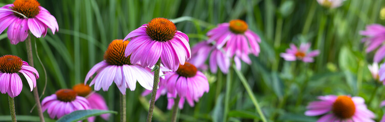 Multiple pink coneflowers:The flower&rsquo;s daisy-like pink petals radiate symmetrically around the cone. These bright, attractive bloom are a magnet for pollinators such as bees and butterflies.