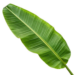 Obraz premium green leaf on white background