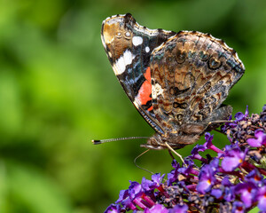 Admiral-Falter auf Sommerflieder